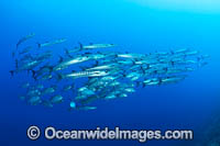 Chevron Barracuda Photo - Gary Bell