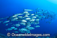 Schooling Chevron Barracuda Photo - Gary Bell