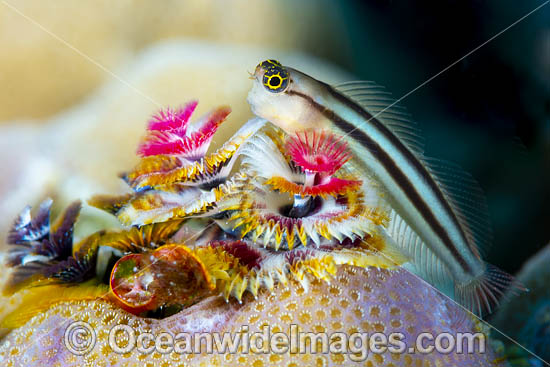 Bath's Comb-tooth Blenny (Ecsenius bathi), resting against a Christmas Tree Worm (Spirobranchus giganteus). Great Barrier Reef, Queensland, Australia. Photo - Gary Bell