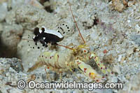 Whitecap Goby and Shrimp Photo - Gary Bell