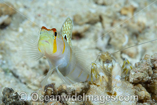 Randall's Shrimp Goby (Amblyeleotris randalli), also known as Sailfin Goby. Found throughtout Indo Pacific, including Great Barrier Reef, Australia. Photo - Gary Bell