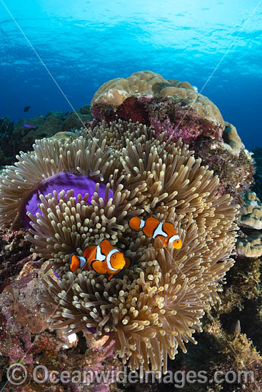 Eastern Clownfish (Amphiprion percula) amongst anemone tentacles. Found in Papua New Guinea and Great Barrier Reef, Australia. Photo - Gary Bell