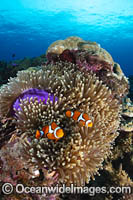 Eastern Clownfish Photo - Gary Bell