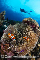 Eastern Clownfish Photo - Gary Bell