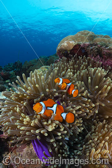 Eastern Clownfish (Amphiprion percula) amongst anemone tentacles. Found in Papua New Guinea and Great Barrier Reef, Australia. Photo - Gary Bell