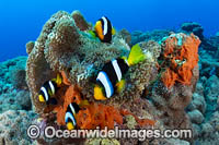 Clark's Anemonefish eggs Photo - Gary Bell