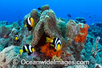 Clark's Anemonefish eggs Photo - Gary Bell