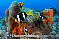 Clark's Anemonefish eggs Photo - Gary Bell