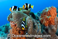 Clark's Anemonefish eggs Photo - Gary Bell