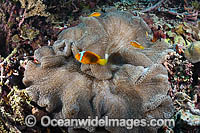 White-bonnet Anemonefish Photo - Gary Bell