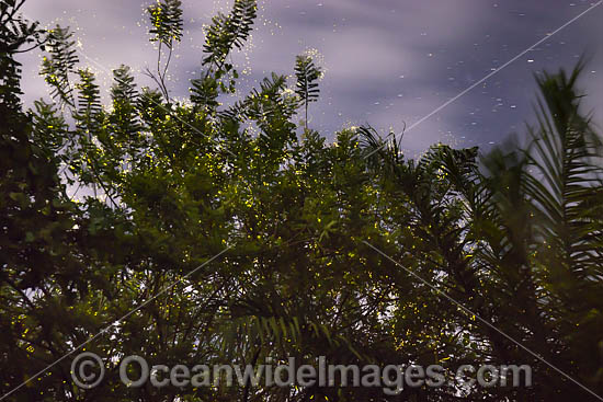 Fireflies (beetles) glowing during the night around a tree. New Britian Island, Papua New Guinea. Photo - Gary Bell Fireflies (beetles) glowing during the night around a tree. New Britian Island, Papua New Guinea. Photo - Gary Bell