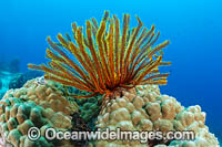 Feather Star Photo - Gary Bell