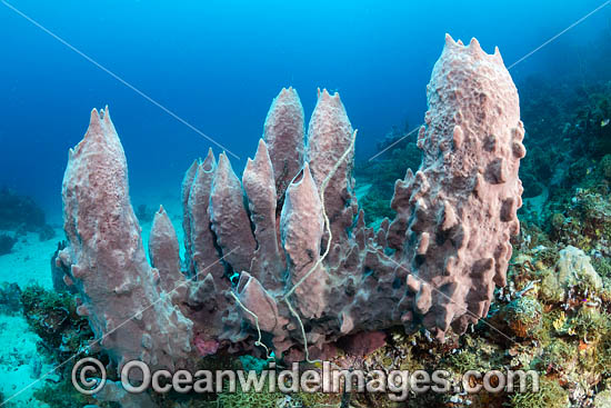 Sea Sponge PNG photo