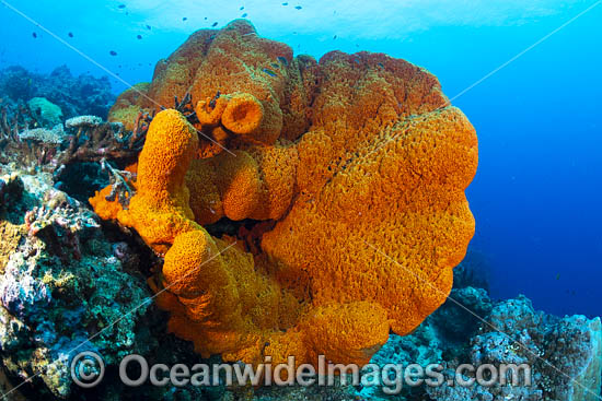 Sea Sponge PNG photo