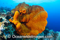Sea Sponge PNG Photo - Gary Bell