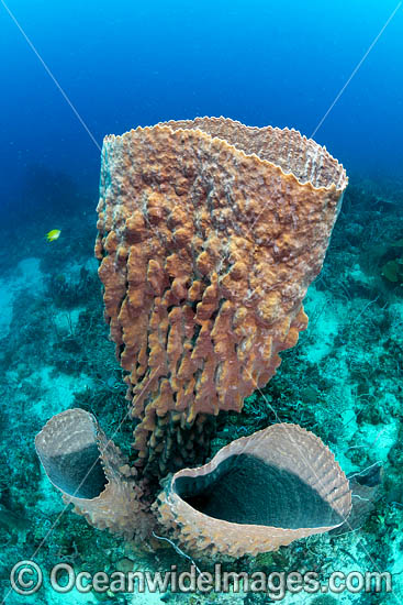 Giant Barrel Sponge photo