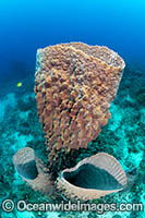 Giant Barrel Sponge Photo - Gary Bell
