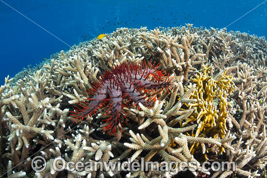 Crown-of-thorns Starfish photo