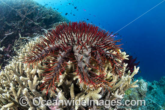Crown-of-thorns Starfish (Acanthaster planci) feeding on Acropora Coral. This sea star has sharp venomous spines and wounds from the spines can be very painful. Great Barrier Reef, Queensland, Australia. Photo - Gary Bell