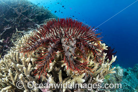 Crown-of-thorns Starfish photo