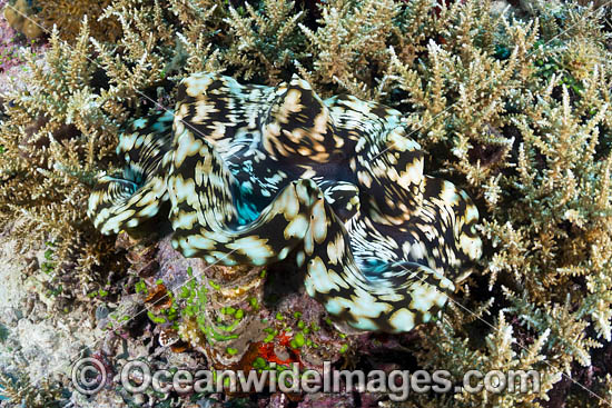 Giant Clam (Tridacna sp.). Great Barrier Reef, Queensland, Australia. Photo - Gary Bell Giant Clam (Tridacna sp.). Great Barrier Reef, Queensland, Australia. Photo - Gary Bell