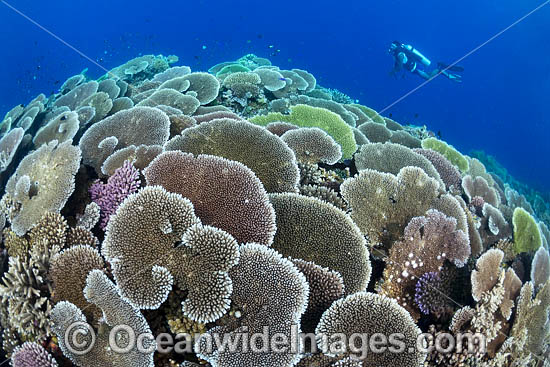 Diver and Corals photo Diver and Corals photo