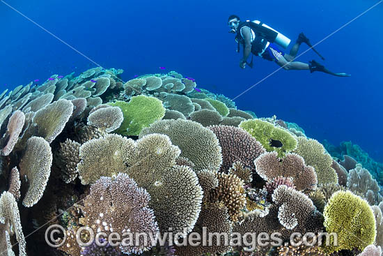 Diver and Corals photo Diver and Corals photo