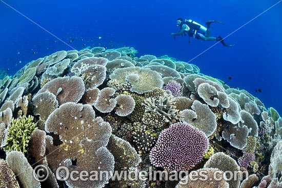 Diver and Corals photo