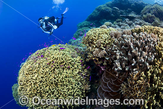 Diver and Corals photo Diver and Corals photo