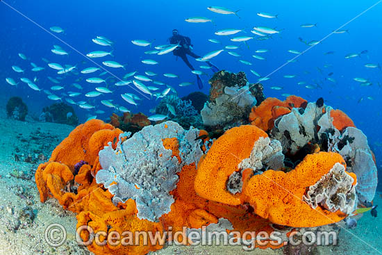 Diver and Corals photo