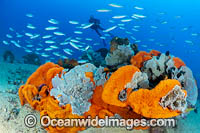 Diver and Corals Photo - Gary Bell
