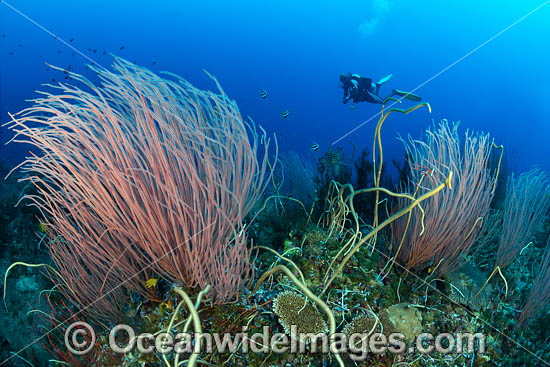Diver and Corals photo Diver and Corals photo