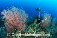 Diver and Corals Photo - Gary Bell