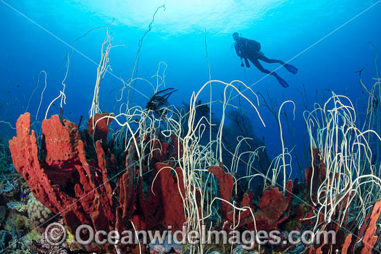 Diver and Corals photo