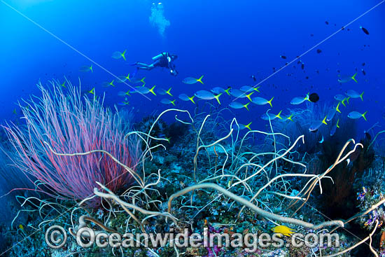 Diver and Corals photo Diver and Corals photo