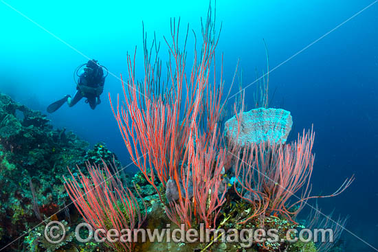 Diver exploring a colourful tropical reef scene, consisting of Whip Corals and Sea Sponges. Kimbe Bay, Papua New Guinea. Photo - Gary Bell Diver exploring a colourful tropical reef scene, consisting of Whip Corals and Sea Sponges. Kimbe Bay, Papua New Guinea. Photo - Gary Bell
