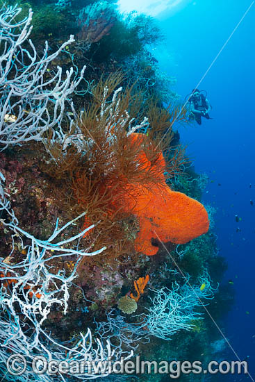 Diver exploring a reef drop off covered in Sea Sponges and Whip Corals. Kimbe Bay, Papua New Guinea. Photo - Gary Bell Diver exploring a reef drop off covered in Sea Sponges and Whip Corals. Kimbe Bay, Papua New Guinea. Photo - Gary Bell