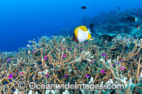 Coral Reef Scene Photo - Gary Bell