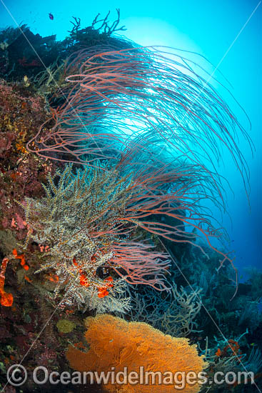 Colourful tropical reef scene, consisting of Sea Whip Corals, Gorgonia Fan Corals and Sea Sponges. Kimbe Bay, Papua New Guinea. Photo - Gary Bell