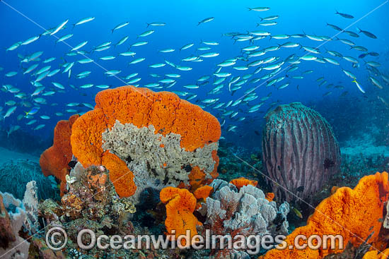 Colourful tropical reef scene, consisting of large Sea Sponges and schooling Fusiliers. Kimbe Bay, Papua New Guinea. Photo - Gary Bell Colourful tropical reef scene, consisting of large Sea Sponges and schooling Fusiliers. Kimbe Bay, Papua New Guinea. Photo - Gary Bell