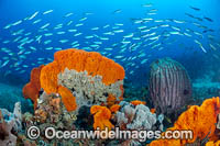 Coral Reef Scene Photo - Gary Bell