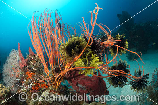 Colourful tropical reef scene, consisting of Sea Whip Corals covered in Crinoid Feather Stars, Sea Sponges and Gorgonia Fan Corals. Kimbe Bay, Papua New Guinea. Photo - Gary Bell Colourful tropical reef scene, consisting of Sea Whip Corals covered in Crinoid Feather Stars, Sea Sponges and Gorgonia Fan Corals. Kimbe Bay, Papua New Guinea. Photo - Gary Bell