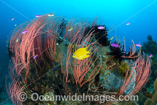 Colourful tropical reef scene, consisting of Sea Whip Corals, Sea Sponges, Anthias and and Damselfish. Kimbe Bay, Papua New Guinea. Photo - Gary Bell Colourful tropical reef scene, consisting of Sea Whip Corals, Sea Sponges, Anthias and and Damselfish. Kimbe Bay, Papua New Guinea. Photo - Gary Bell