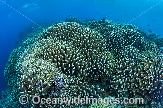 Coral Reef Scene photo