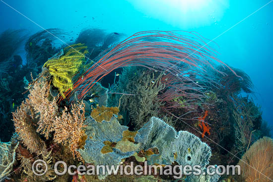 Coral Reef Scene photo