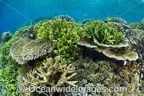 Coral Reef Scene photo