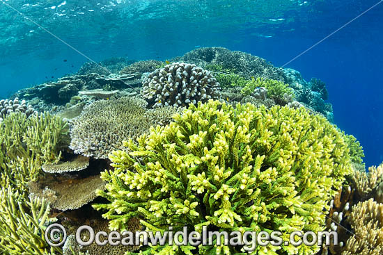 Coral Reef Scene consisting of Acropora Corals. Kimbe Bay, Papua New Guinea. Photo - Gary Bell