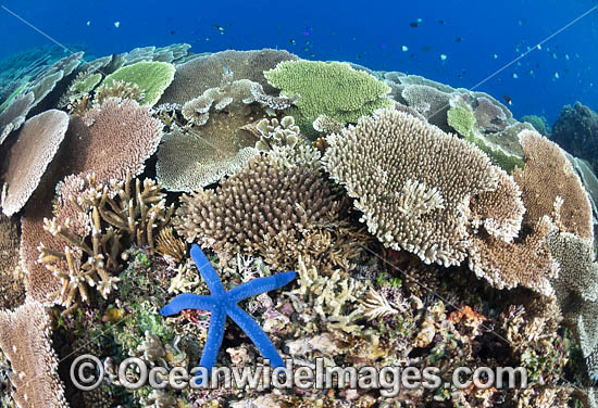 Coral Reef Scene photo