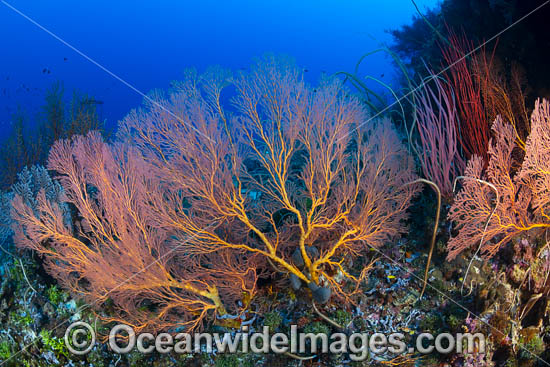Tropical Reef Scene, consisting of Gorgonia Fan Corals and Whip Corals. Kimbe bay, Papua New Guinea. Photo - Gary Bell
