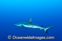 Grey Reef Shark Photo - Gary Bell